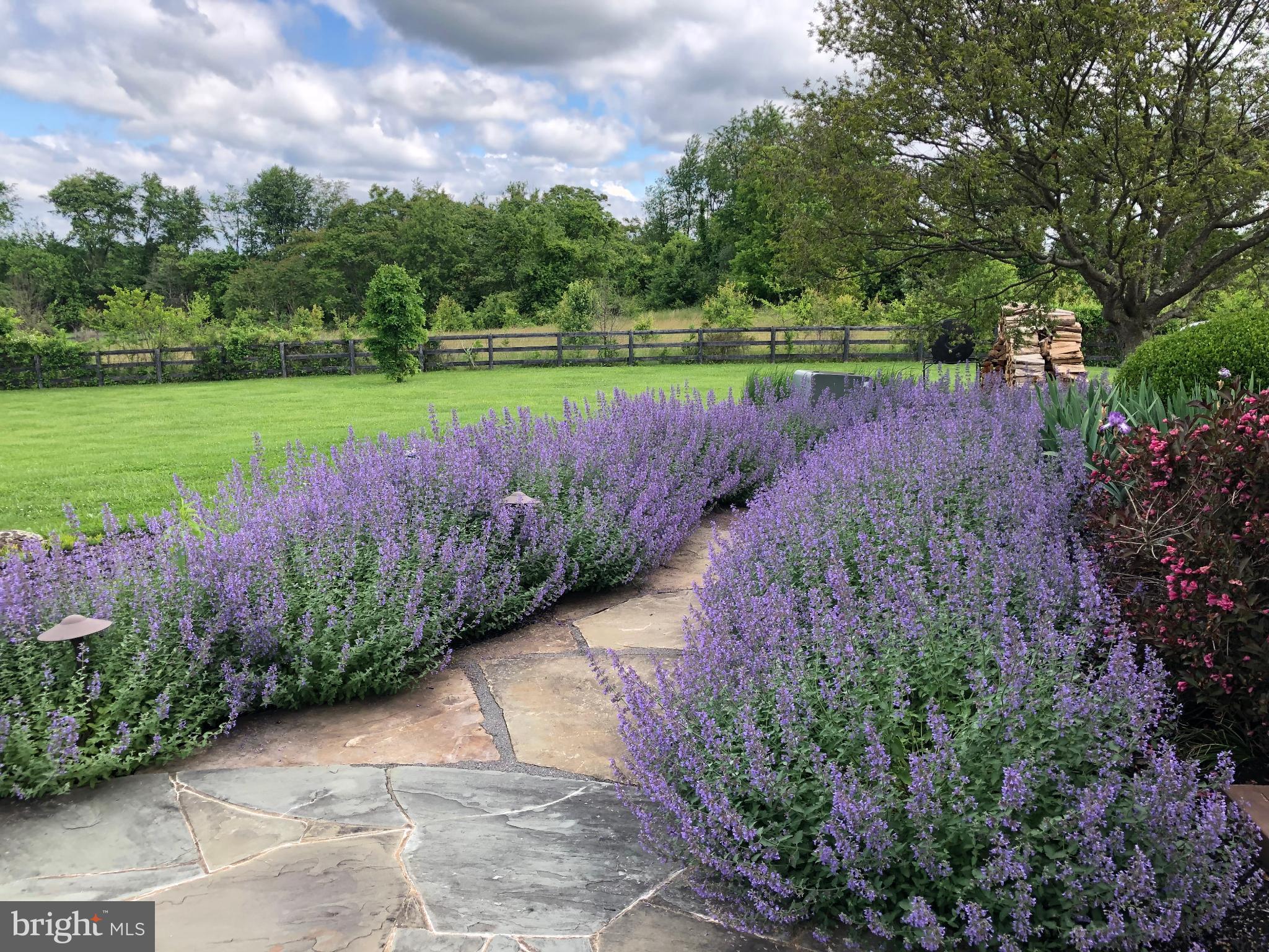15371 Limestone School Road Leesburg, VA 20176 - Photo 13 of 54 Serene garden path lined with lavender blooms.