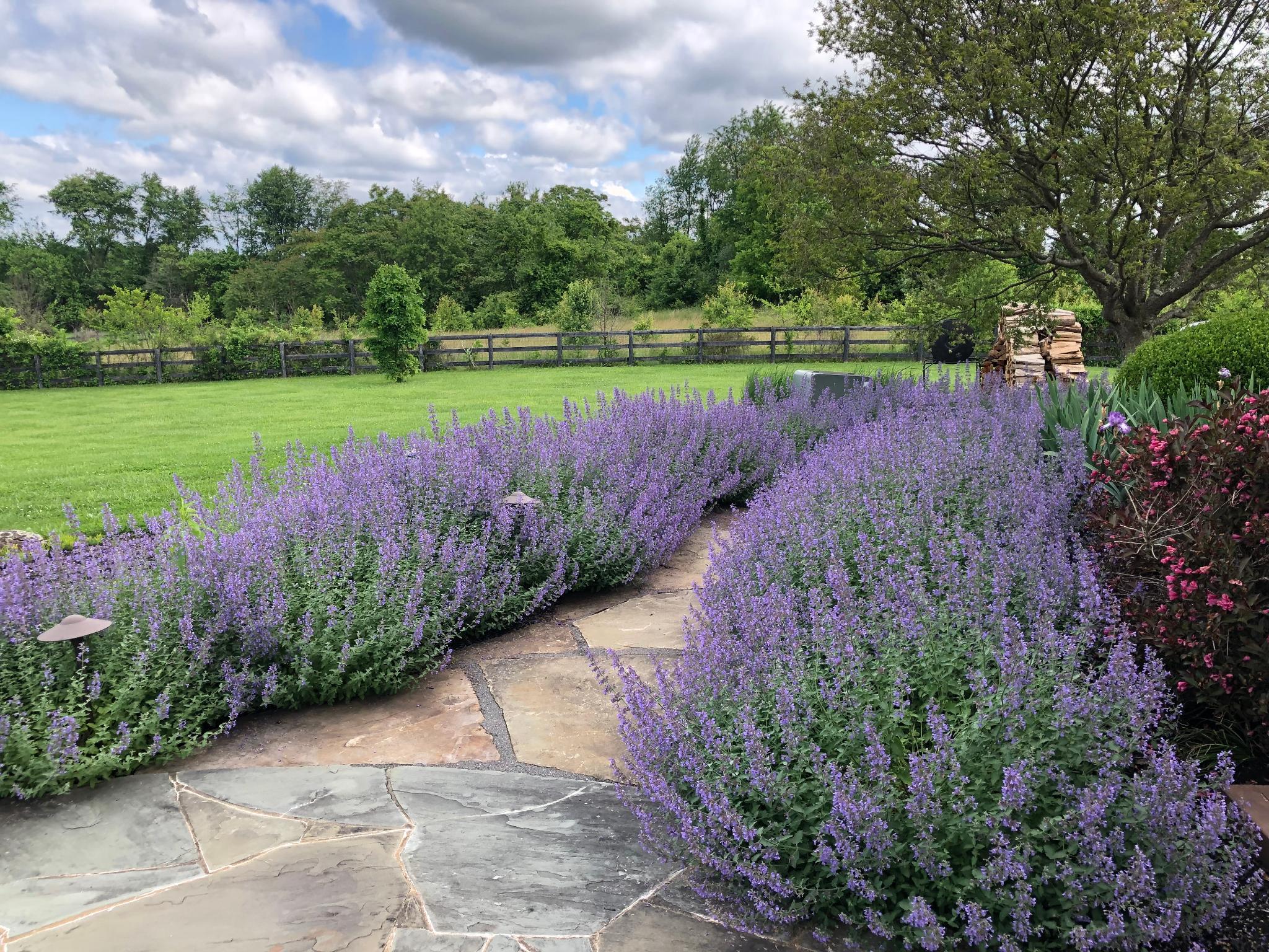 15371 Limestone School Road Leesburg, VA 20176 - Photo 50 of 71 Rear walkway lined with lavender blooms.