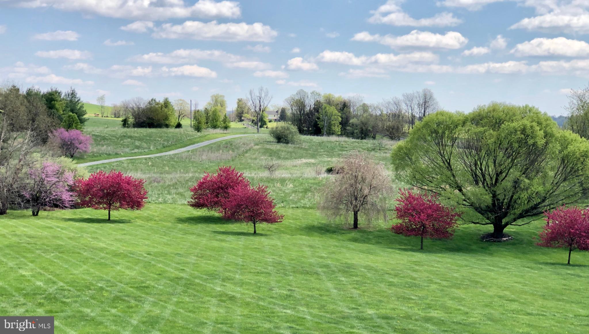 15371 Limestone School Road Leesburg, VA 20176 - Photo 6 of 54 Vibrant blooms grace a serene landscape.