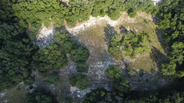 a view of a forest with a tree