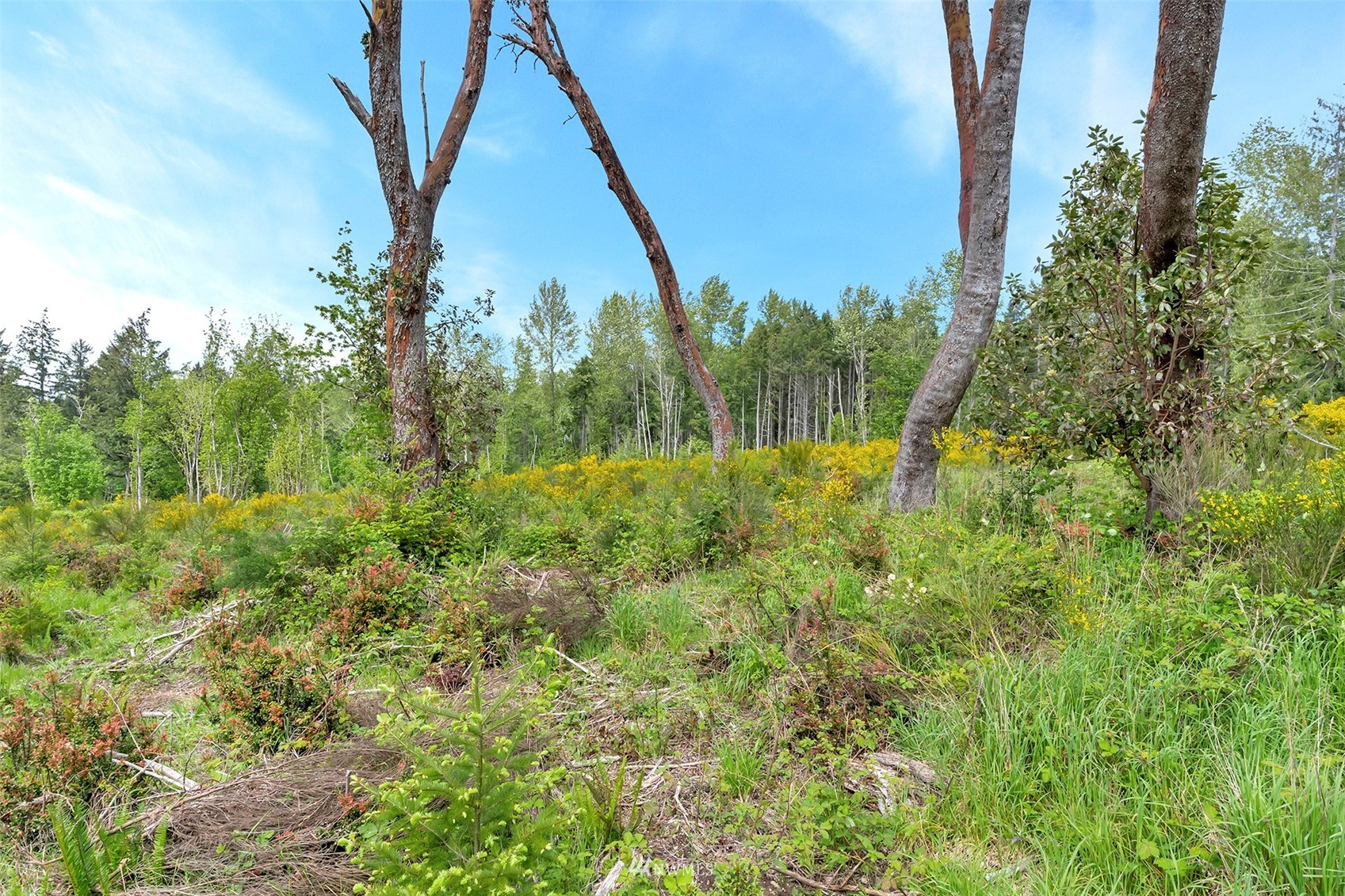 4411 Mahncke Road Southwest Longbranch, WA 98351 - Photo 4 of 28 Gallery Image 4