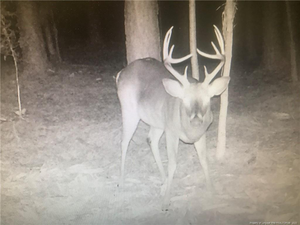 River Road Robbins, NC 27325 - Photo 13 of 13