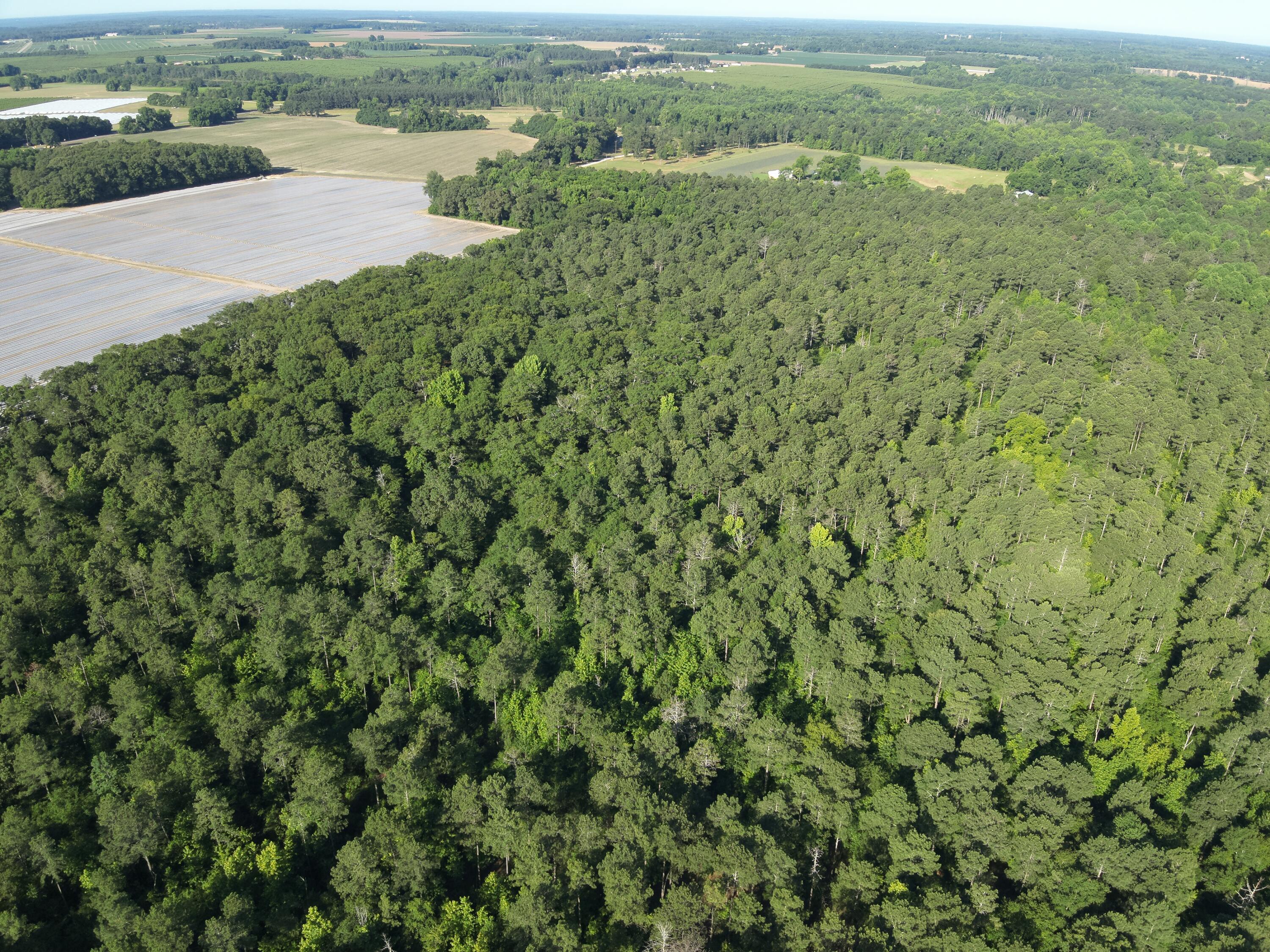 0 Padgett Pond Road Monetta, SC 29105 - Photo 5 of 7