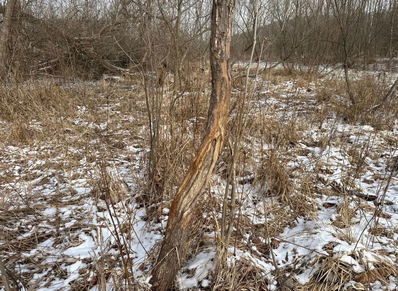 0 County Rd 230 N Road Ridge Farm, IL 61870 - Photo 25 of 28 Gallery Image 25