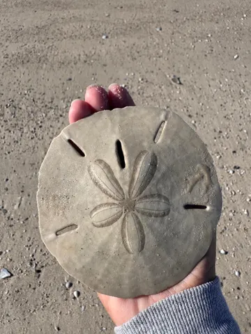 $475,000 | 1187 Alligator Drive, Alligator Point, FL 32346