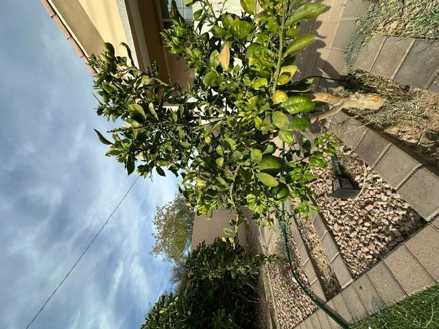 6830 North 14th Street Phoenix, AZ 85014 - Photo 13 of 28 a picture of plants