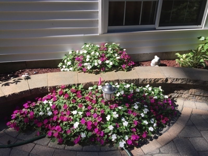223 Lawrence Road Medford, MA 02155 - Photo 36 of 40 a view of a flowers in front of a house