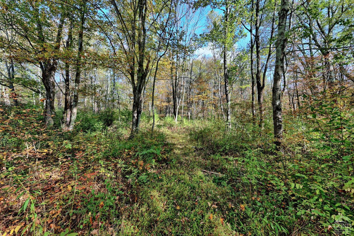 496 New Forge Road Ancram, NY 12502 - Photo 81 of 87 a backyard of a house with lots of plants and large trees
