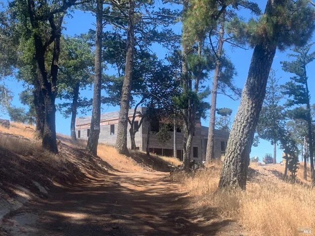 a view of a yard with plants and trees