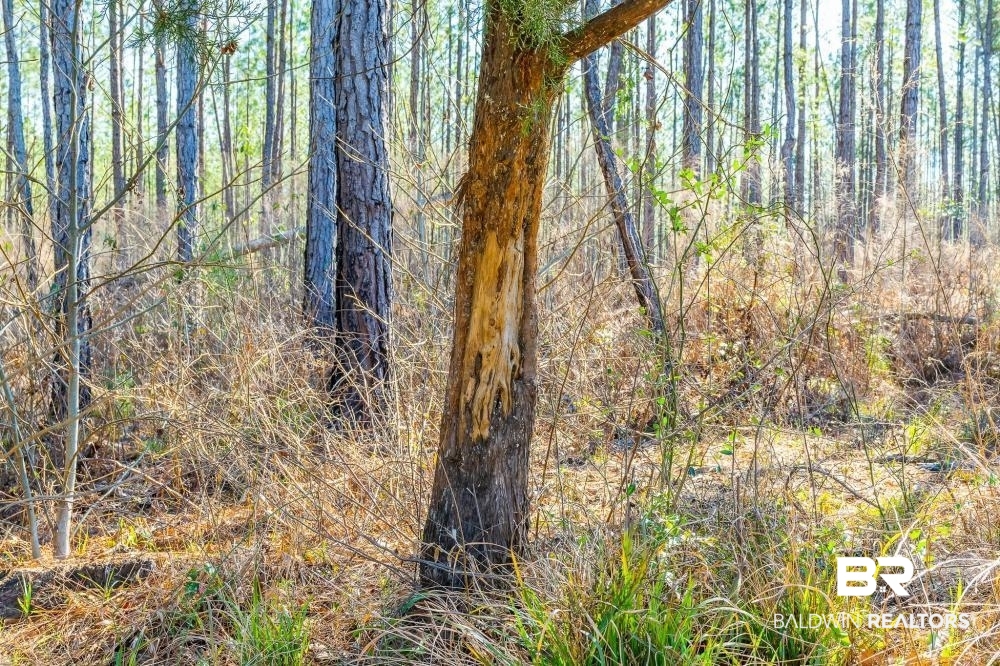 0 Private Road Millry, AL 36558 - Photo 19 of 50