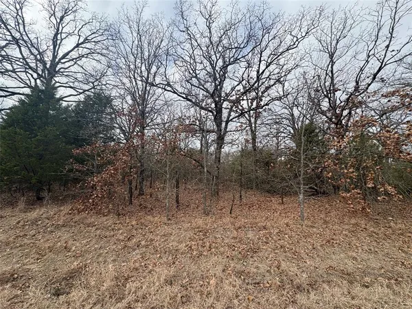 a view of a forest with trees in the background