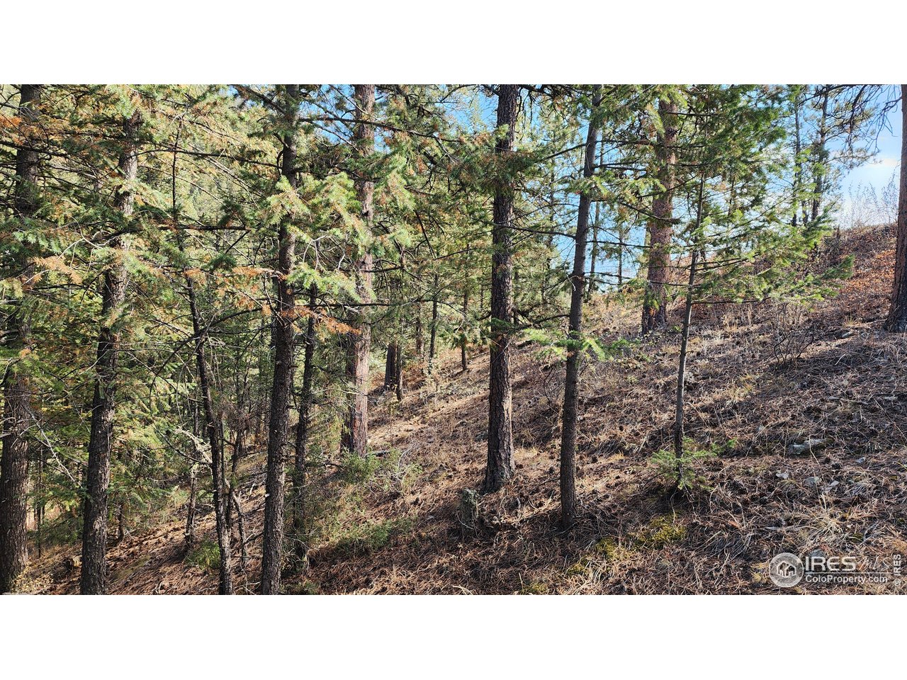 84 Copper Hill Road Drake, CO 80515 - Photo 16 of 28