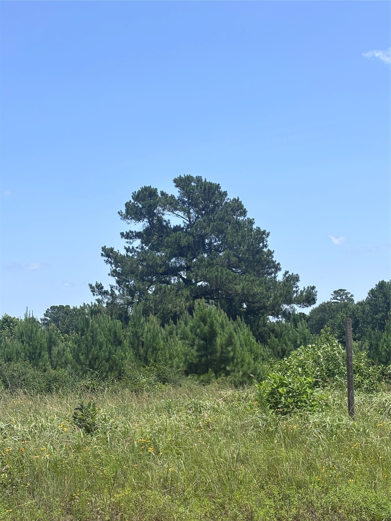 Tbd Tbd Canopy Ridge Crockett, TX 75835 - Photo 7 of 10 Gallery Image 7