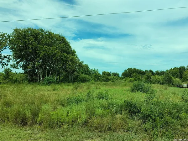 a view of a lush green space