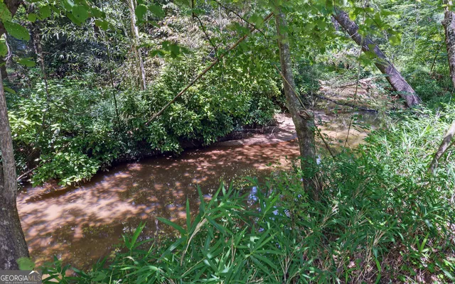 a view of a forest with lots of bushes
