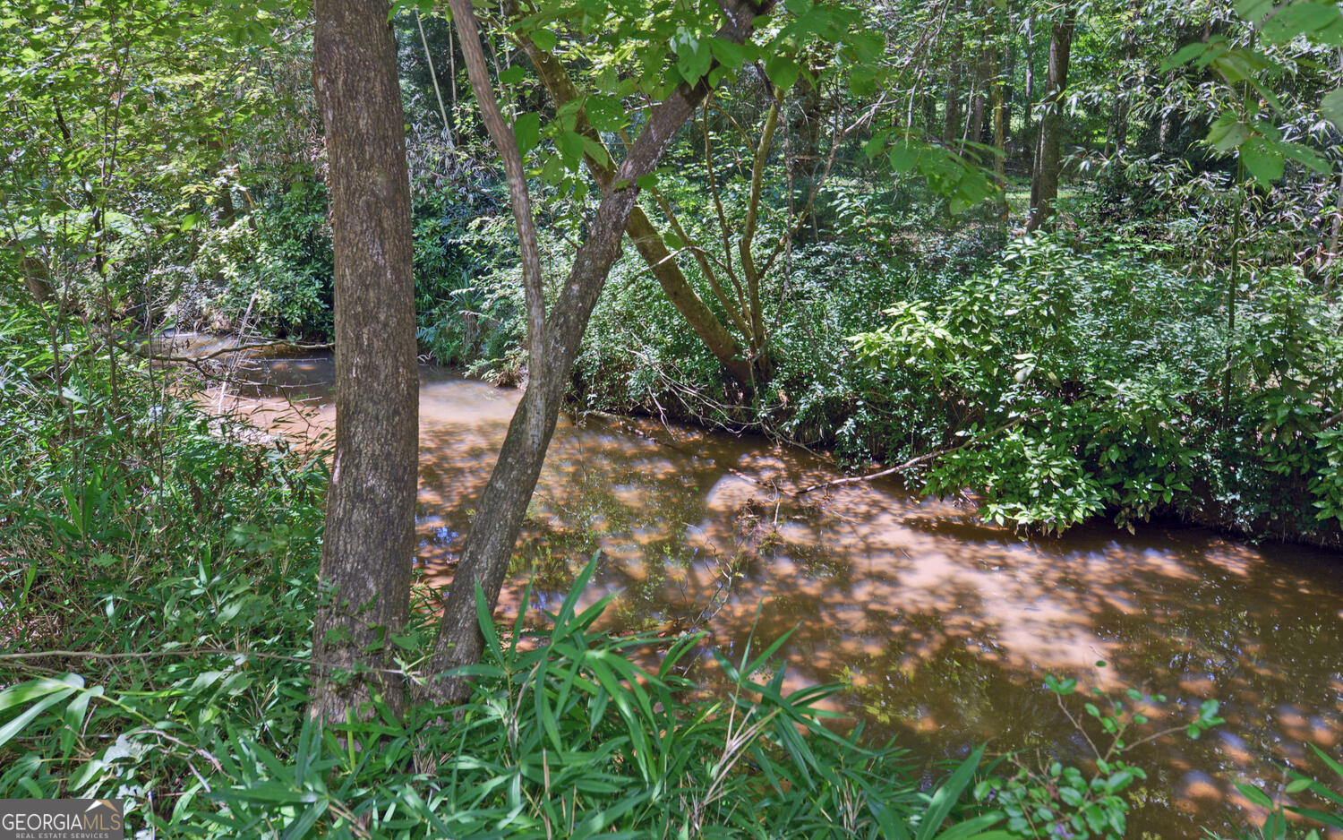 46 Cedar Ridge Drive Toccoa, GA 30577 - Photo 48 of 48 a view of a forest with trees