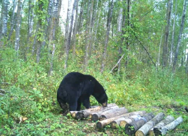 $349,999 | 27262 151st Avenue, Bagley, MN 56621