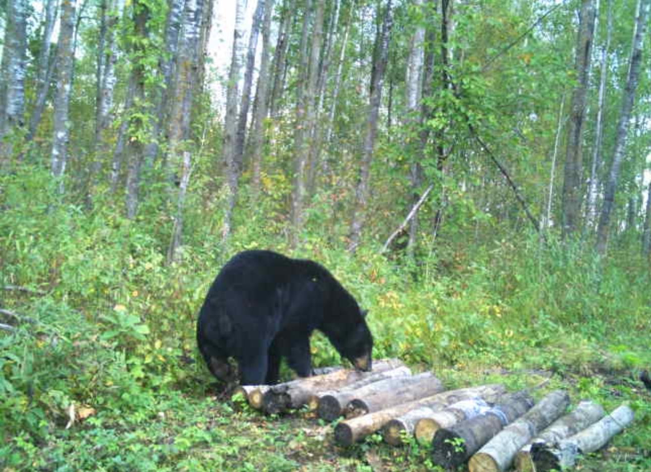 27262 151st Avenue Bagley, MN 56621 - Photo 70 of 75