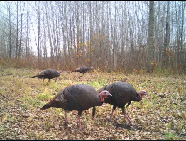 $349,999 | 27262 151st Avenue, Bagley, MN 56621