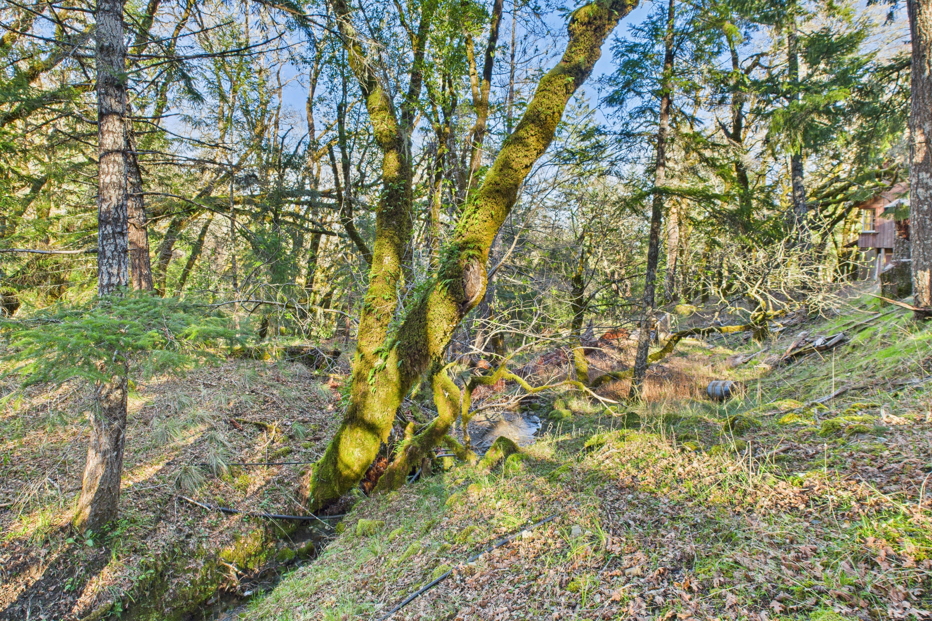 13 Perry Meadow Road Redway, CA 95560 - Photo 68 of 82 68-13 Perry Mdw-163