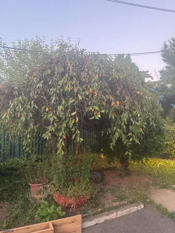 a view of a yard with a tree