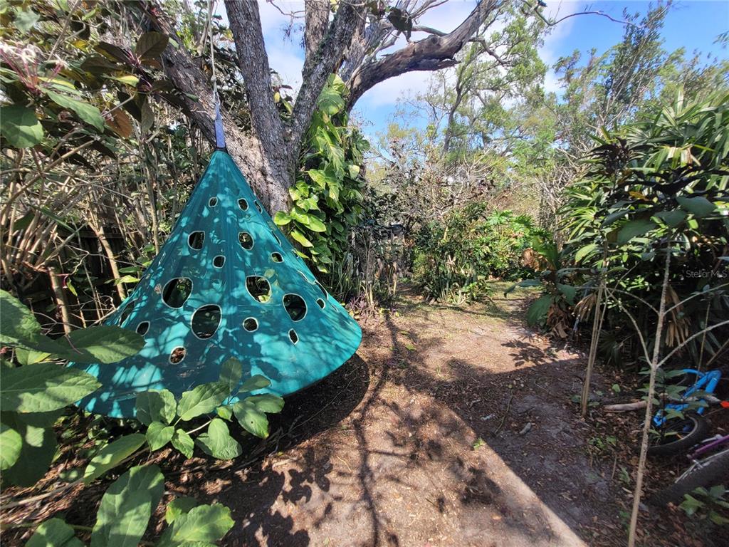 5203 Presidential Street Seffner, FL 33584 - Photo 20 of 21 a plant that is in the garden
