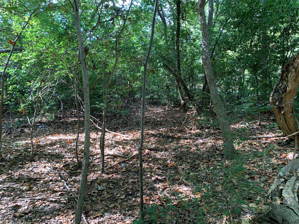516 Chase Street Athens, TX 75751 - Photo 5 of 9 a view of a forest with a tree