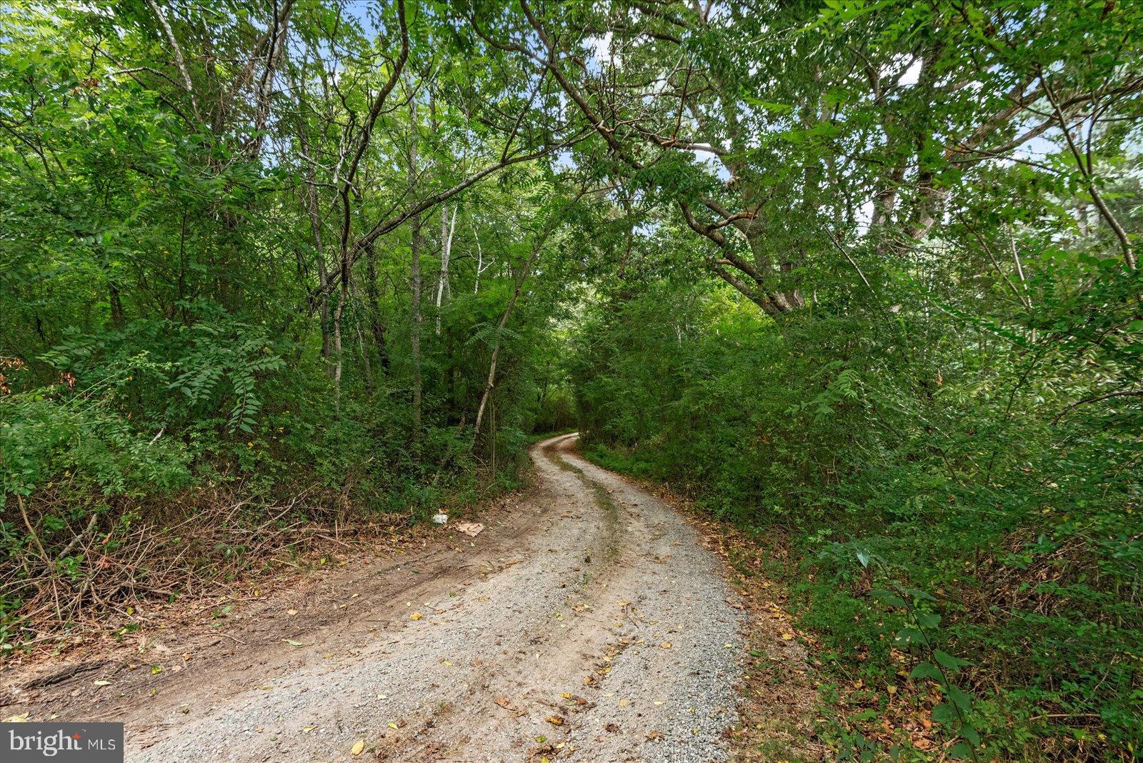 20105 Sparta Road Milford, VA 22514 - Photo 30 of 48 Winding path through lush greenery.
