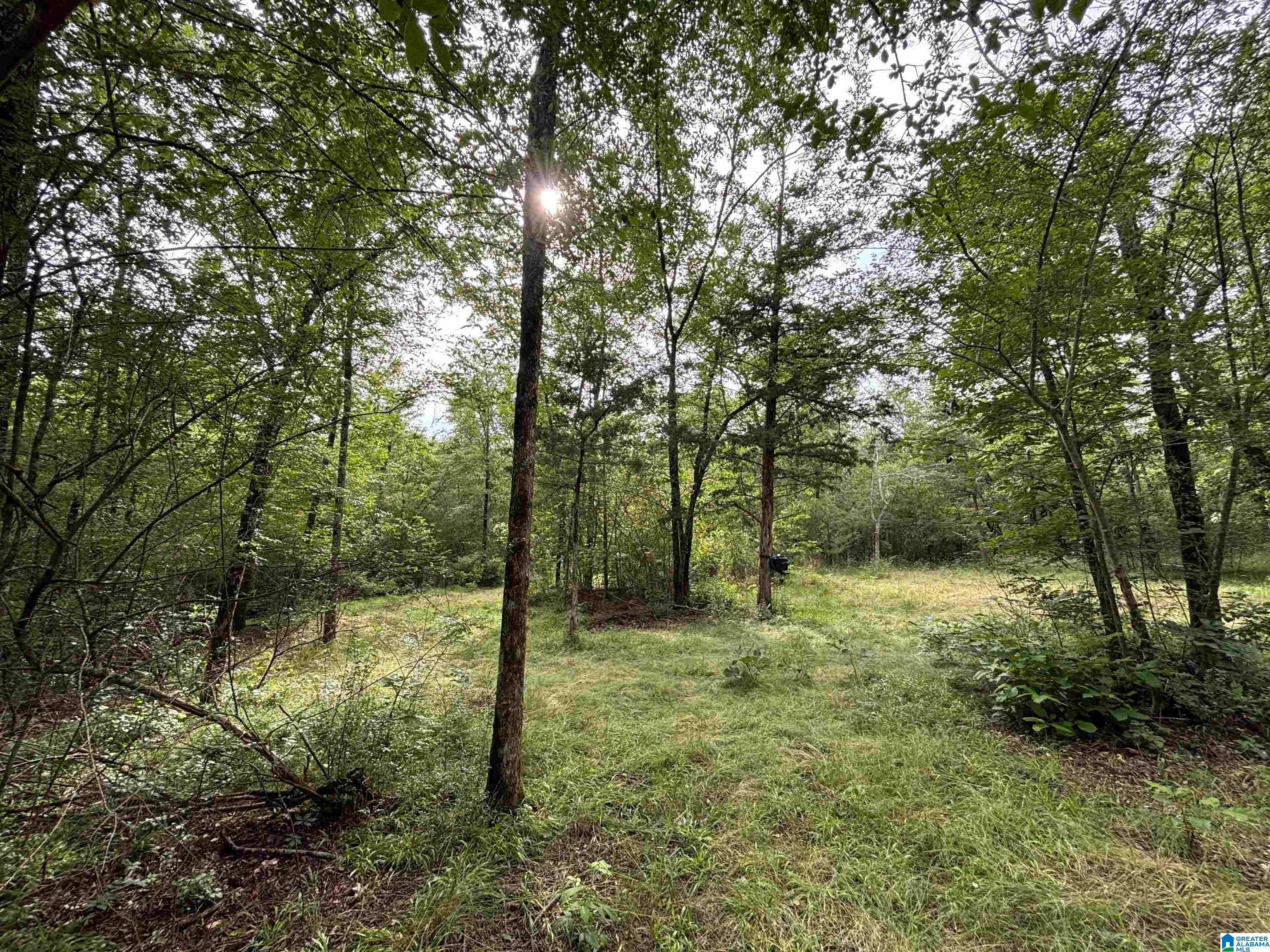 0 Bright Star Road, Unit 123 / ACRES Horton, AL 35980 - Photo 4 of 21