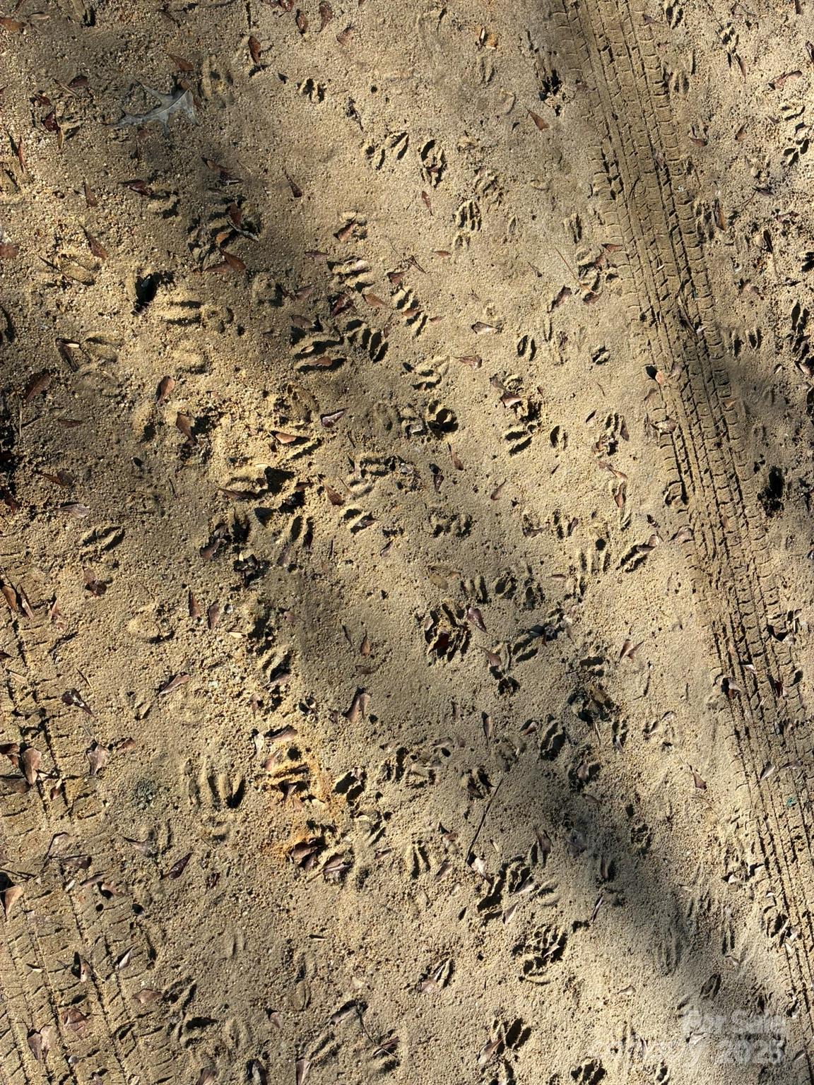 5482 Old Winnsboro Road Great Falls, SC 29055 - Photo 7 of 10 a view of a dry yard