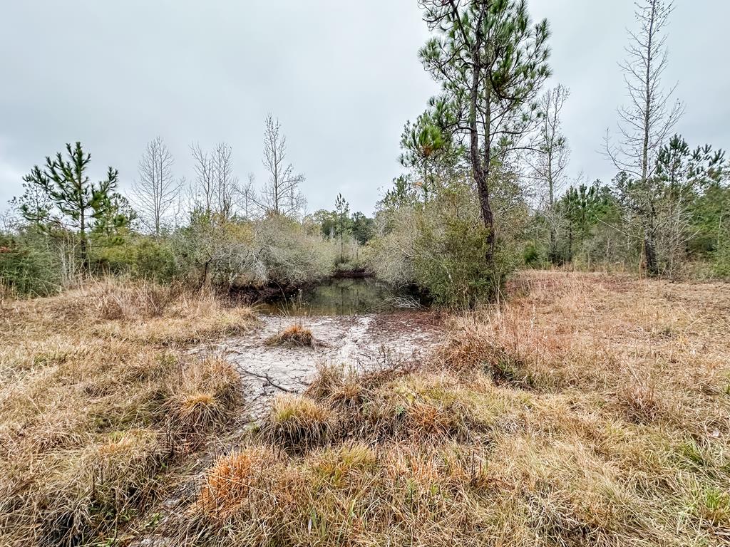 311 O Ashley Road Samson, AL 36477 - Photo 8 of 19 Gallery Image 8