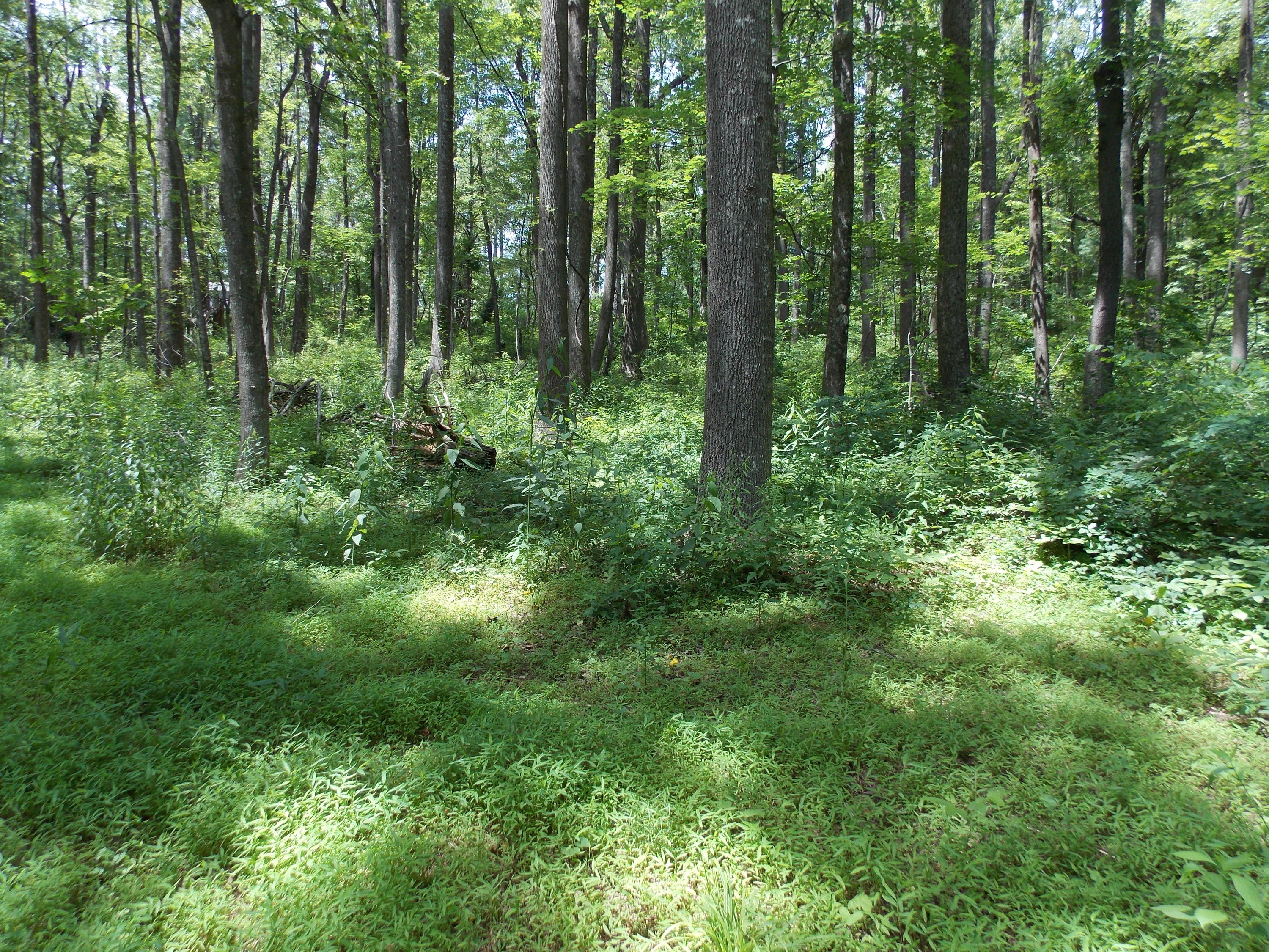 0 Chestnut Ridge Drive Southeast Callaway, VA 24067 - Photo 3 of 11 a view of forest