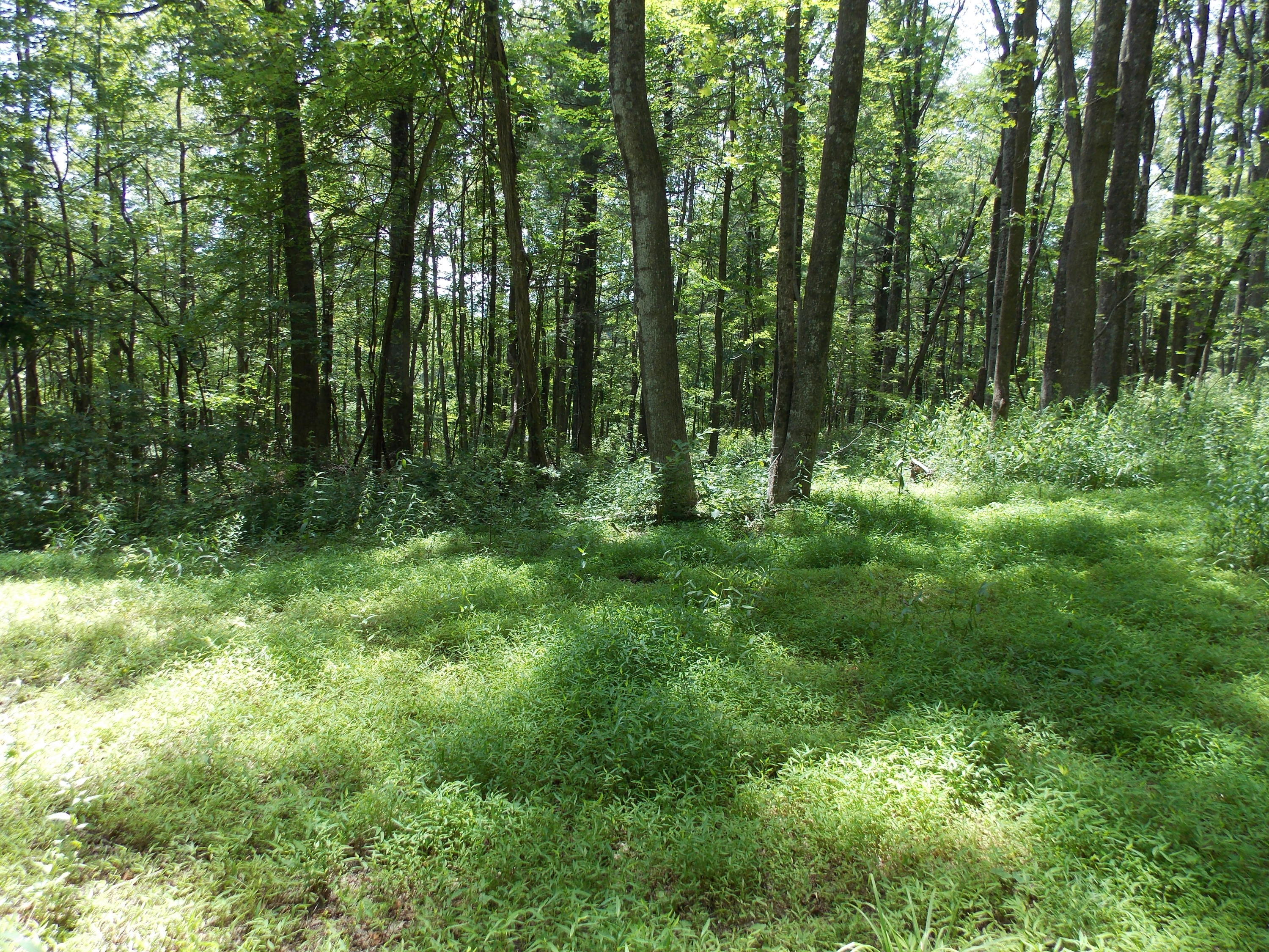 0 Chestnut Ridge Drive Southeast Callaway, VA 24067 - Photo 4 of 11 a view of outdoor space and green space