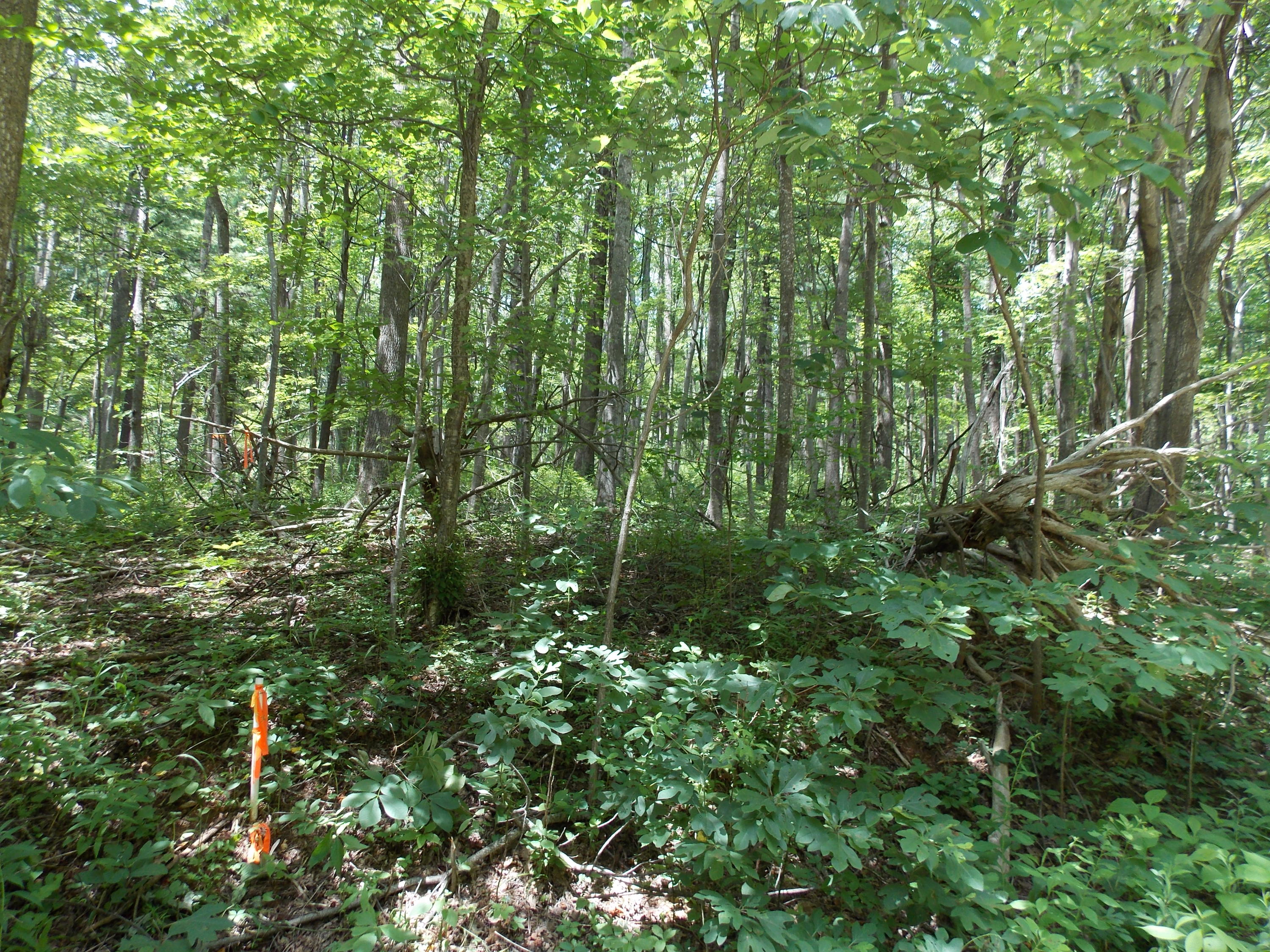 0 Chestnut Ridge Drive Southeast Callaway, VA 24067 - Photo 7 of 11 a view of a lush green forest