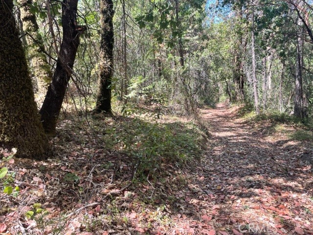 12 Broken Springs Road Oroville, CA 95966 - Photo 2 of 8 a view of a forest with trees