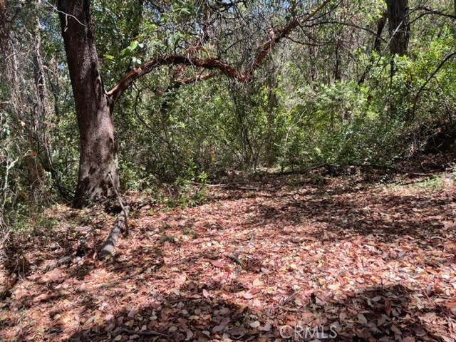 12 Broken Springs Road Oroville, CA 95966 - Photo 4 of 8 a view of a yard with a tree
