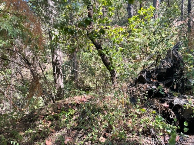 12 Broken Springs Road Oroville, CA 95966 - Photo 5 of 8 a picture of tree