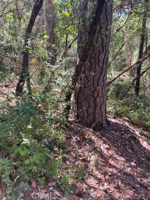 12 Broken Springs Road Oroville, CA 95966 - Photo 7 of 8 a big tree covered with tall trees