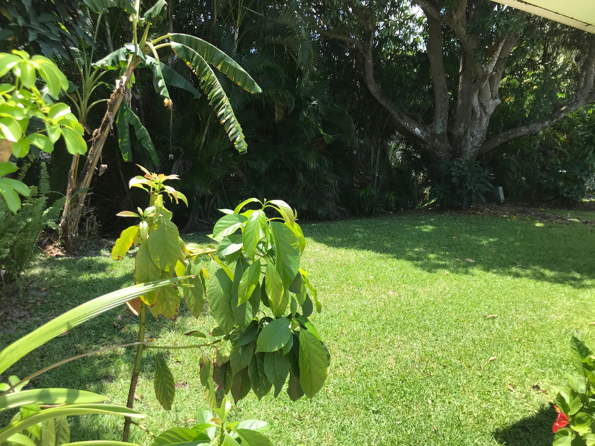 5244 Minto Road Boynton Beach, FL 33472 - Photo 5 of 16 Yard for pets