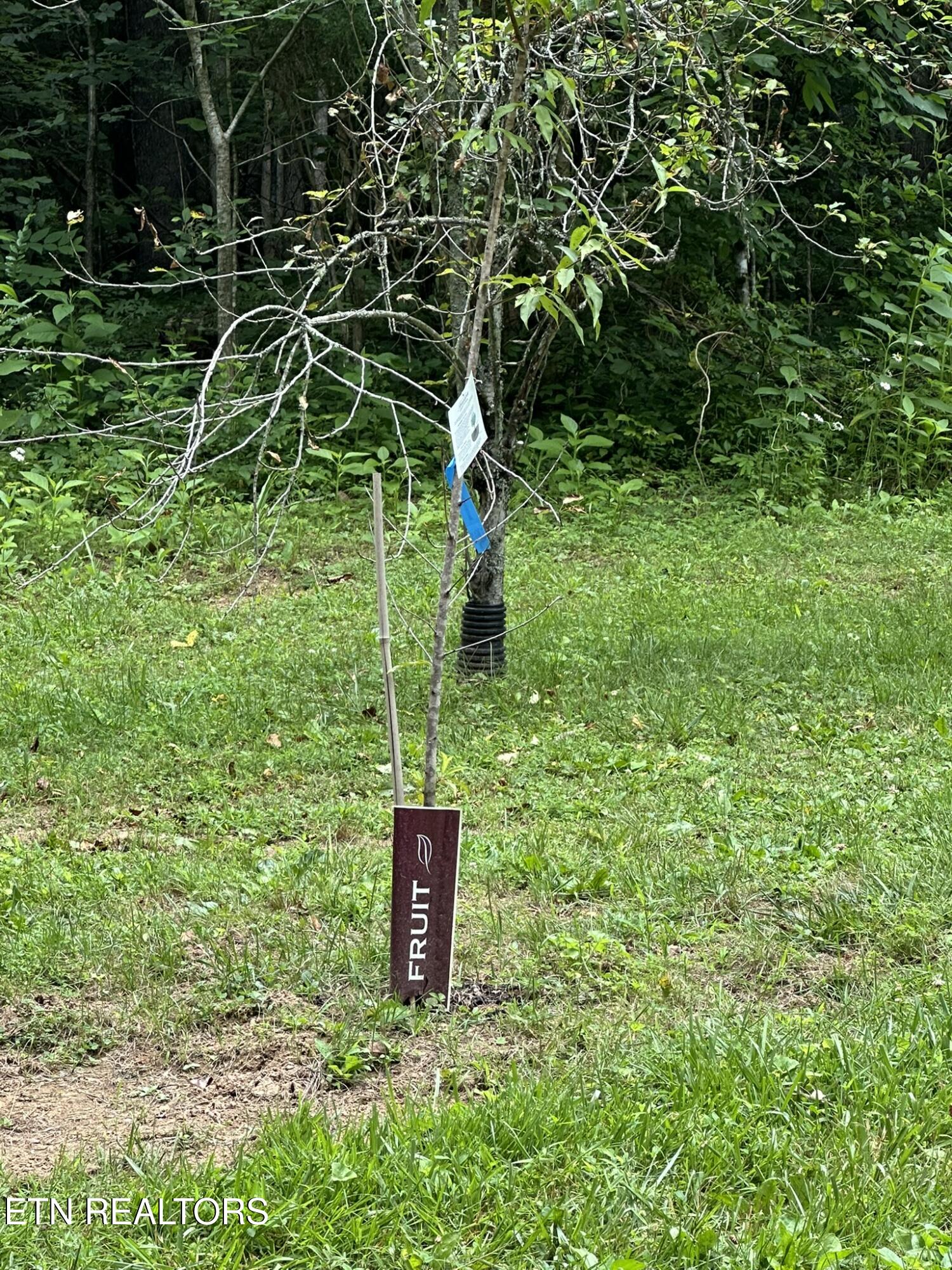 111 Old Springs Road Maynardville, TN 37807 - Photo 13 of 33 Numerous frut trees