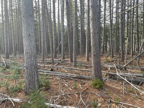 Tbd Appalachian Road Stratton, ME 04982 - Photo 5 of 5 IMG950427