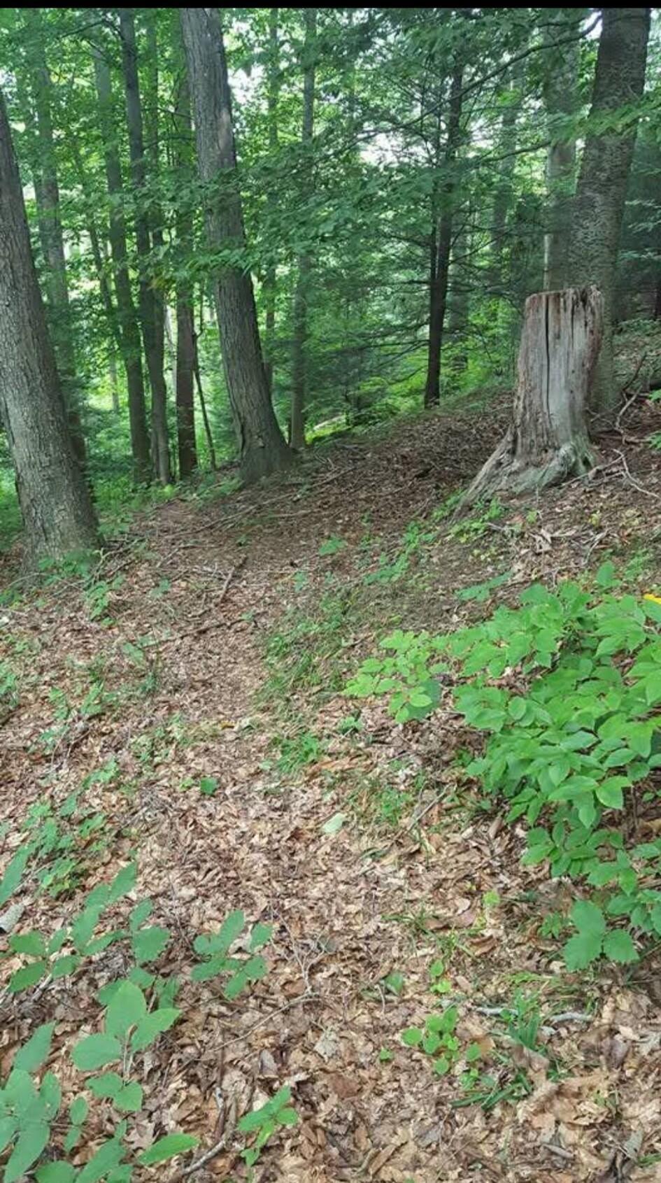 24138 Huffines Road Rockbridge, OH 43149 - Photo 73 of 74 4918001601687611226