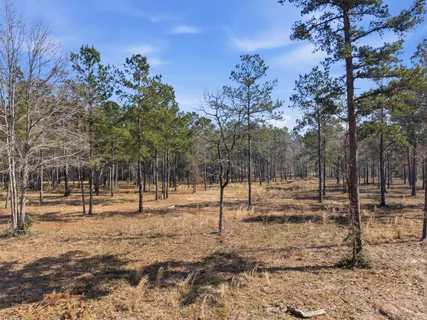 a view of a yard with trees
