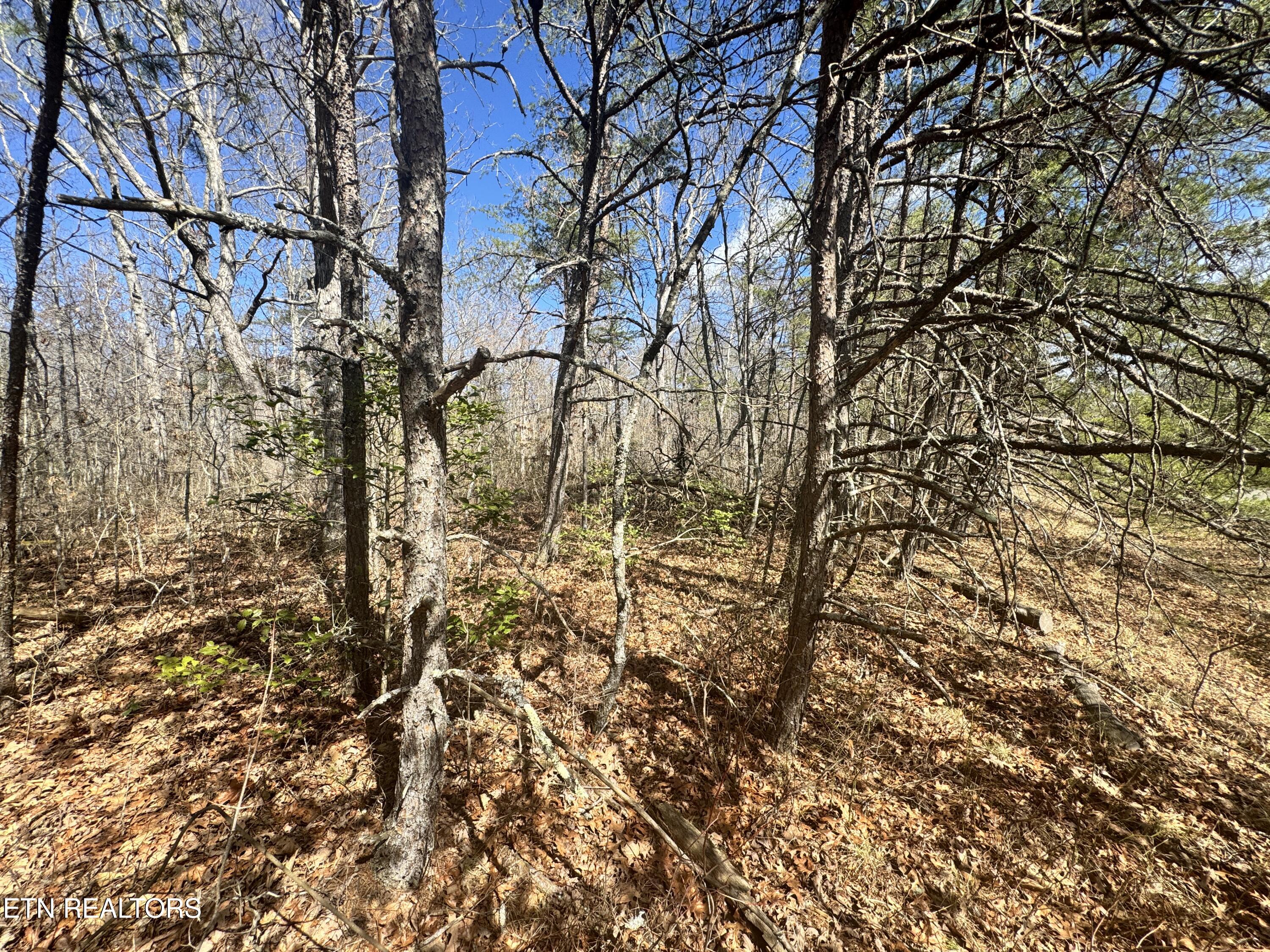 Divide Trail Monterey, TN 38574 - Photo 4 of 10 Photo Feb 27 2025, 12 25 25