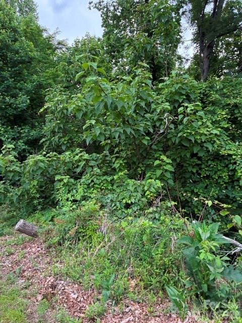 97 Devin Rdg Lane, Unit 97 Union Mills, NC 28167 - Photo 2 of 3 view of a lush green forest with lots of trees