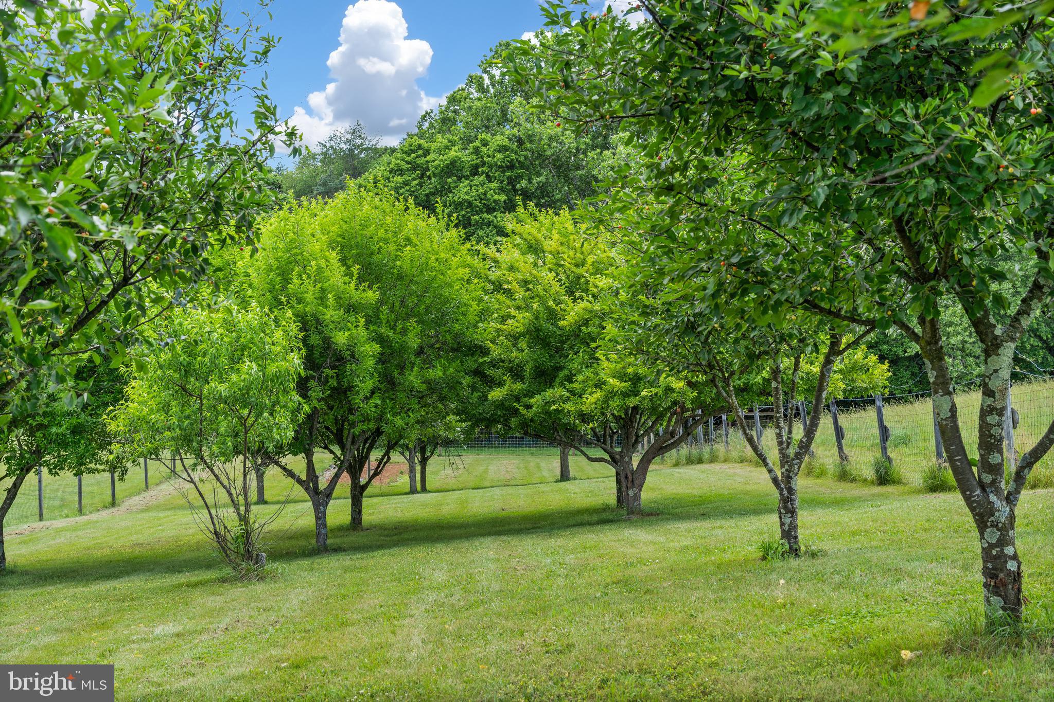 4040 Mills Road Sharpsburg, MD 21782 - Photo 68 of 127 One of the two fruit orchards/gardens