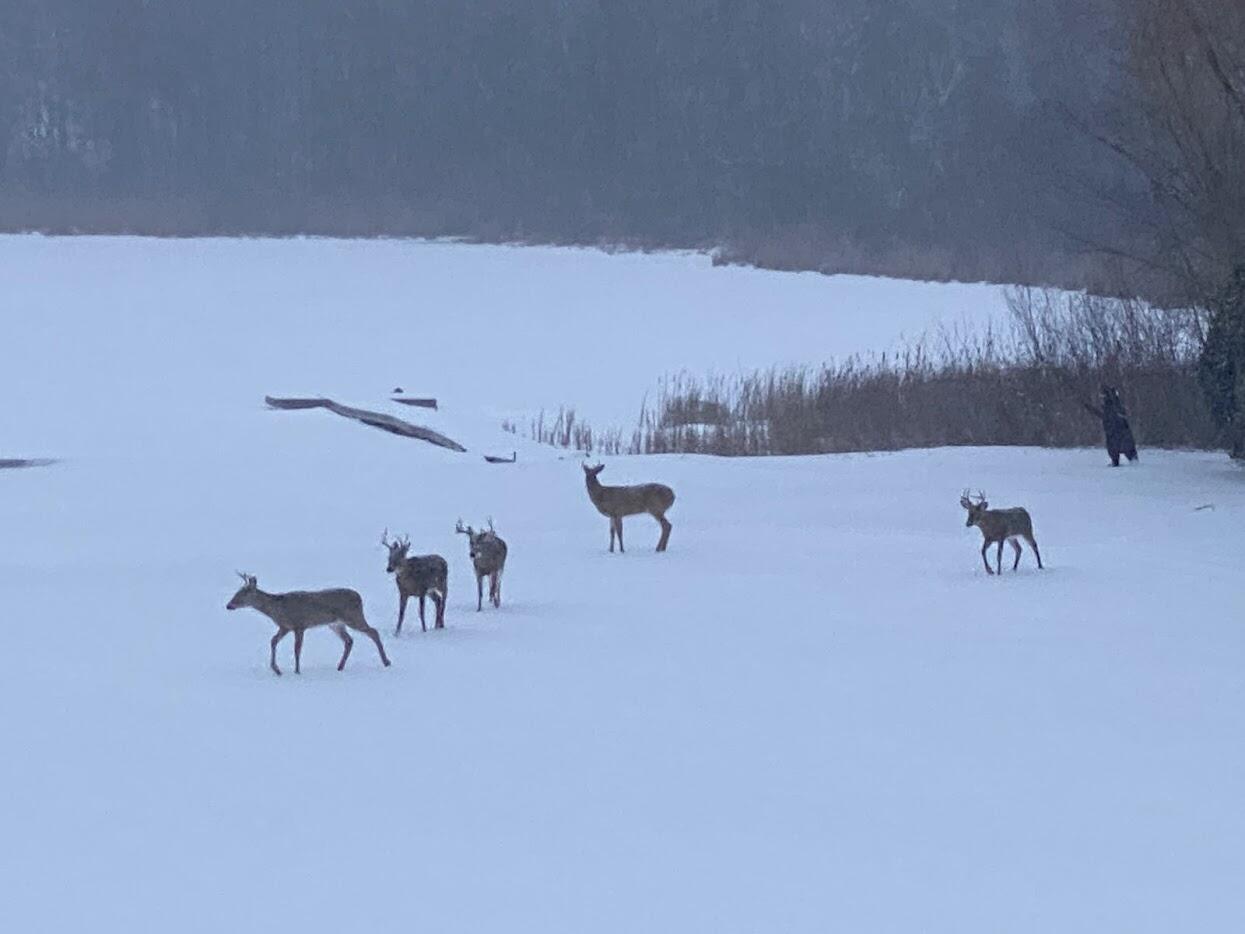 3790 Sherman Road Polk, WI 53086 - Photo 100 of 101 Deer