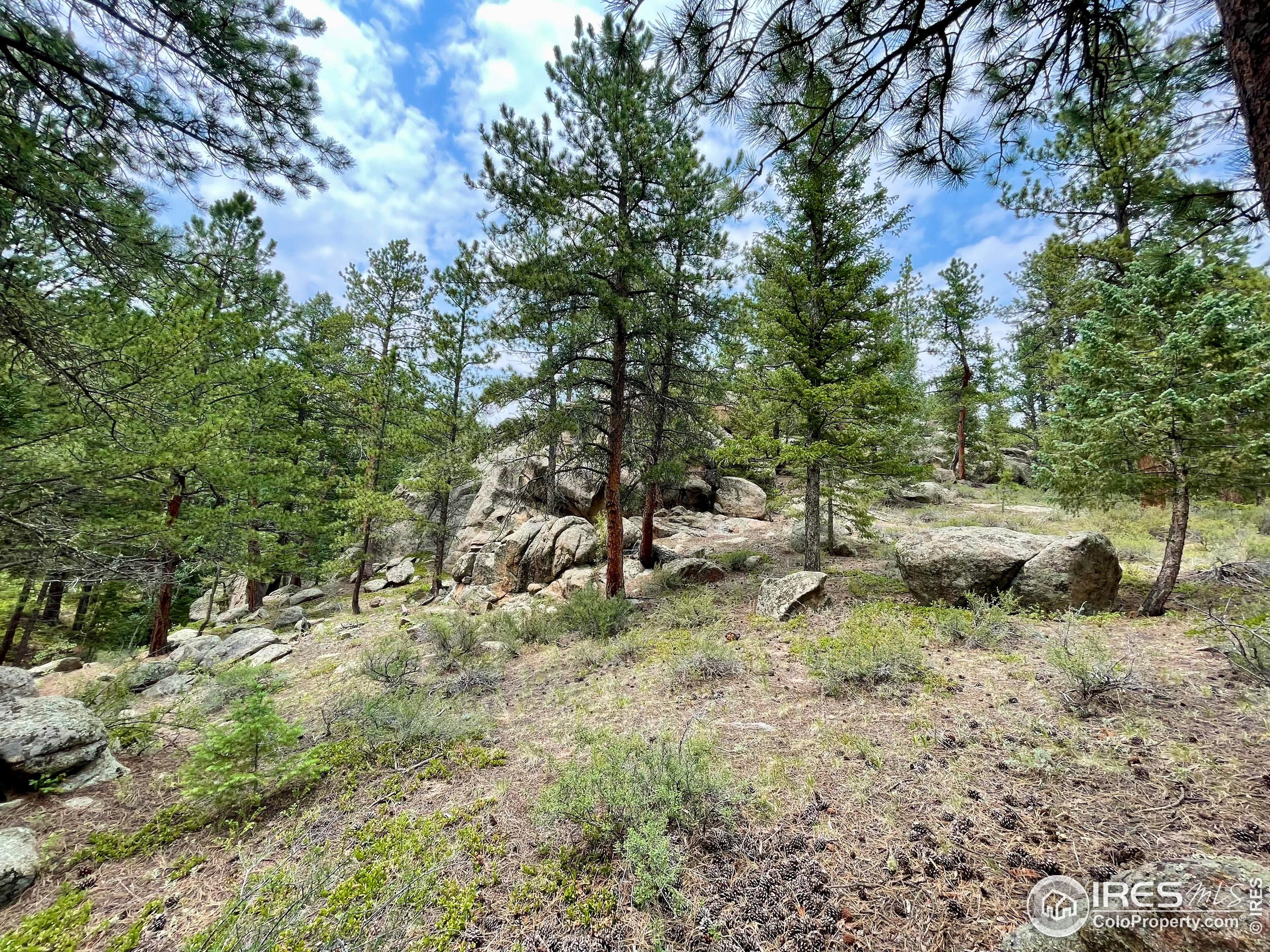 0 Hemlock Drive Lyons, CO 80540 - Photo 17 of 30 a view of a forest with lots of trees