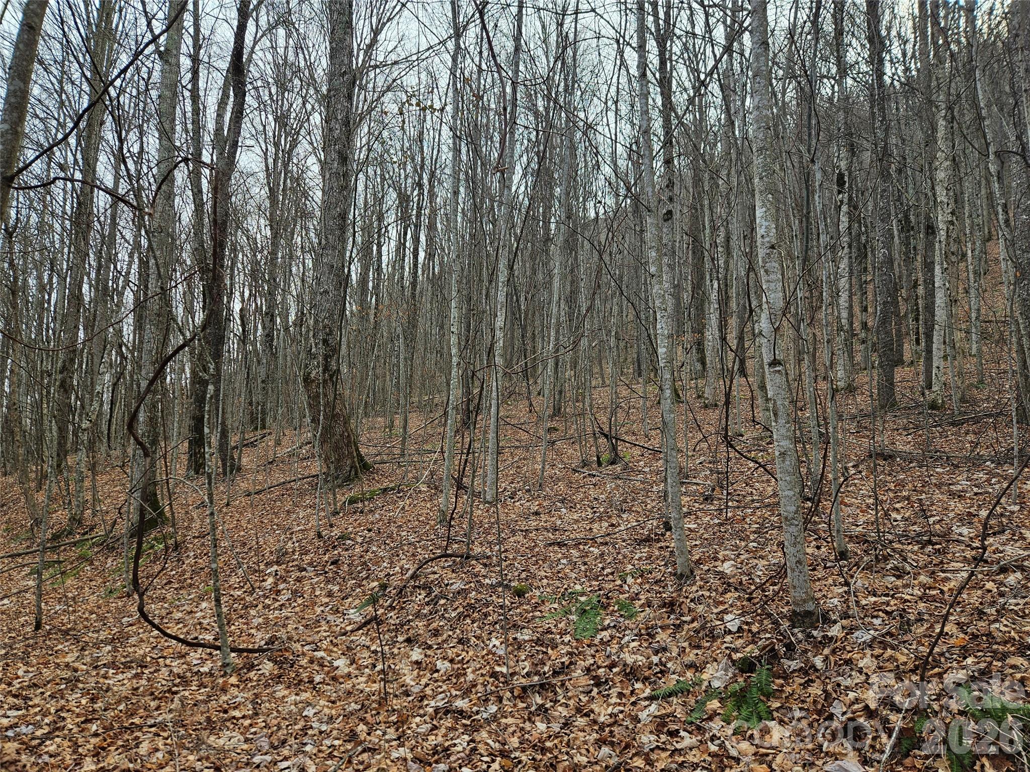 0 Slippery Rock Road Waynesville, NC 28785 - Photo 2 of 14