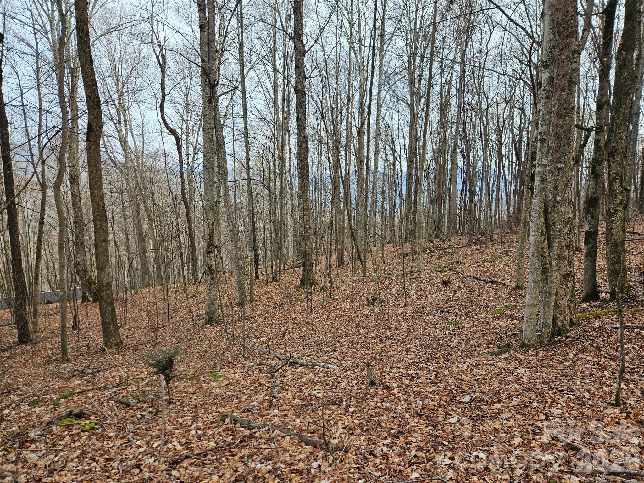 0 Slippery Rock Road Waynesville, NC 28785 - Photo 7 of 14